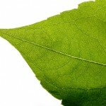 Going Green! Best green products
