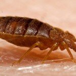 A typical bed bug Bed bug pictures